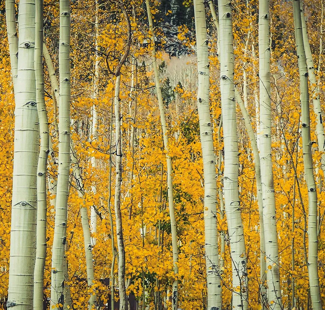 A forest of quaking Aspen trees in the fall with white trunks and small golden leaves.