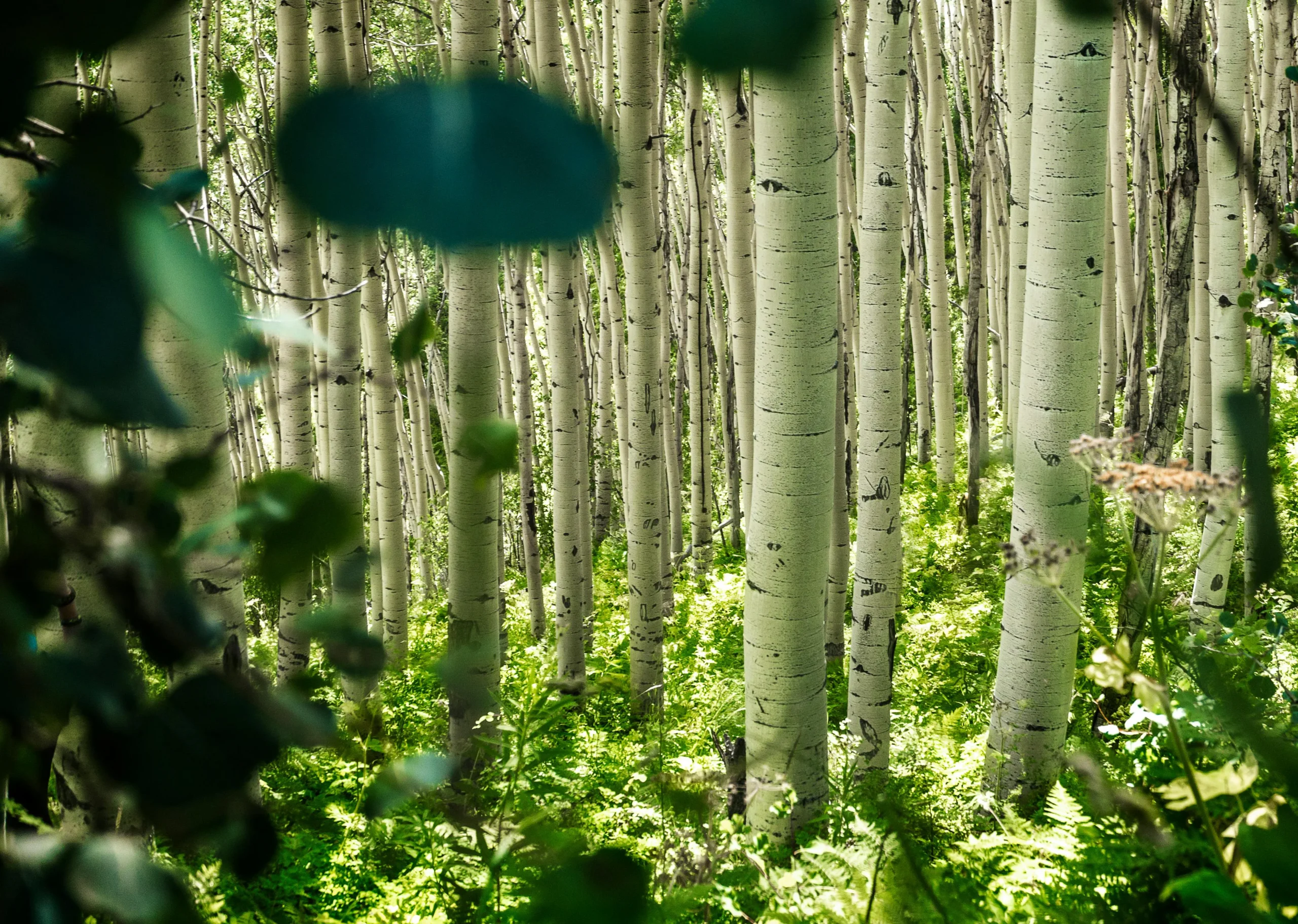 A Forrest of Aspens in the summer with white trunks and small green leaves.
